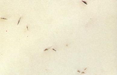 Andhi Pista Andhi Pista