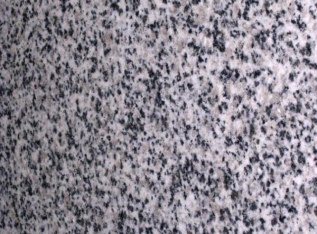 Branco Dalmata Branco Dalmata