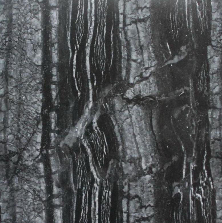 Black Gold Dragon Black Gold Dragon