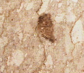 Botticino Sicilia Botticino Sicilia