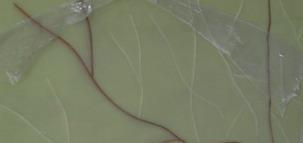 Onxy Green Onxy Green