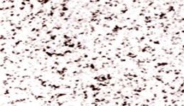 Laizhou White Camellia Laizhou White Camellia