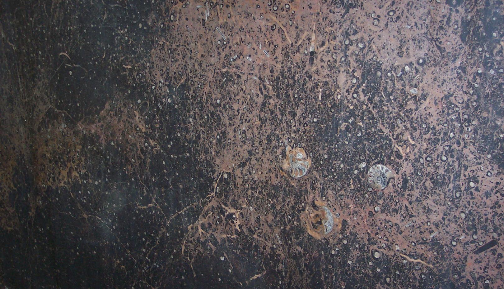 Brown Fossil Brown Fossil