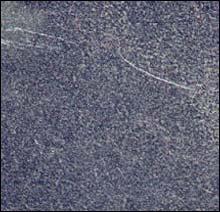 Himachal Green Himachal Green