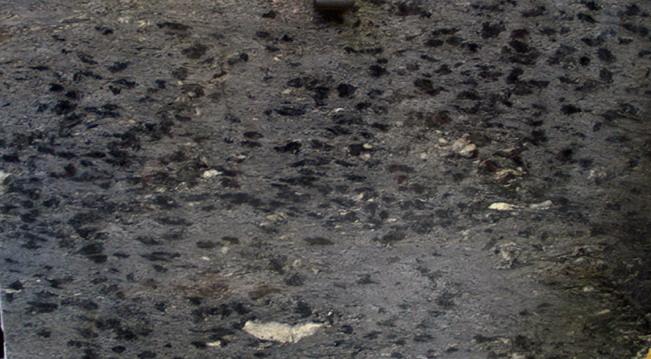 Forest Gold Forest Gold