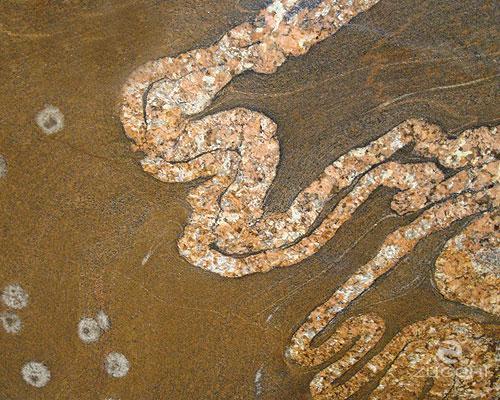 Snake Brown Snake Brown