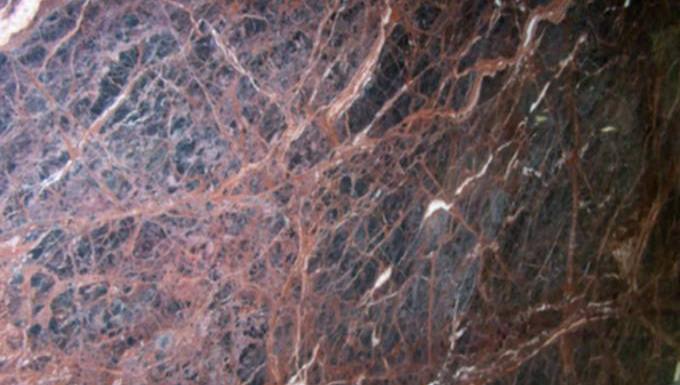 Medusa Rosa Medusa Rosa