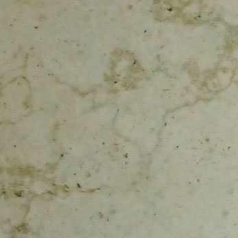 Cymbidium Green Italy Cymbidium Green Italy