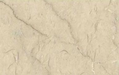 Bianco Fellow Bianco Fellow