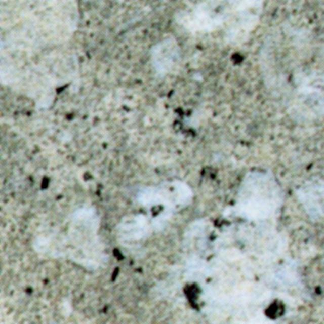 Trachite Zovonite Grigia Antiacida Trachite Zovonite Grigia Antiacida