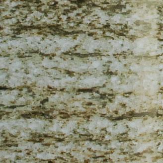 Veined Green Veined Green