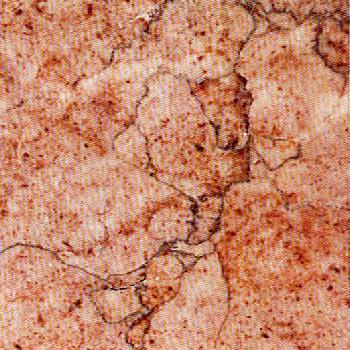 Rosa Orchidea Rosa Orchidea